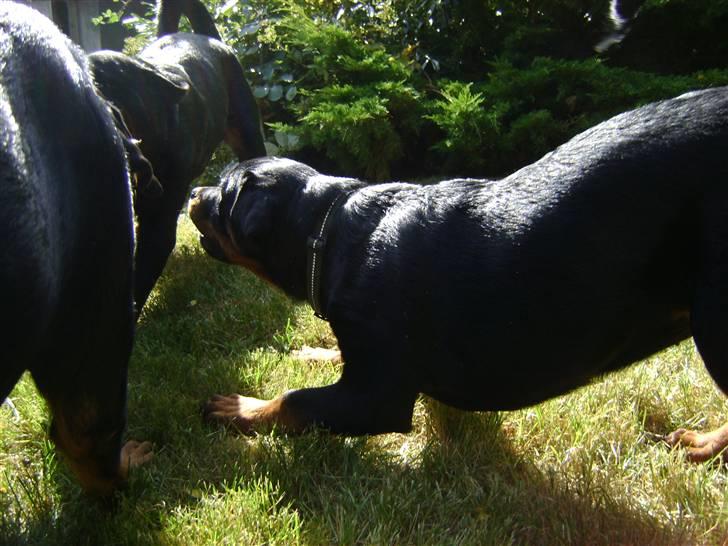Rottweiler tøsen billede 9