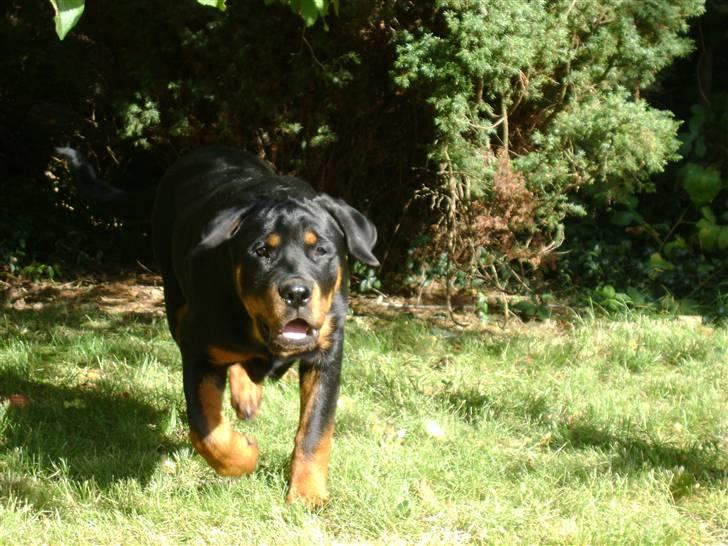 Rottweiler tøsen billede 10