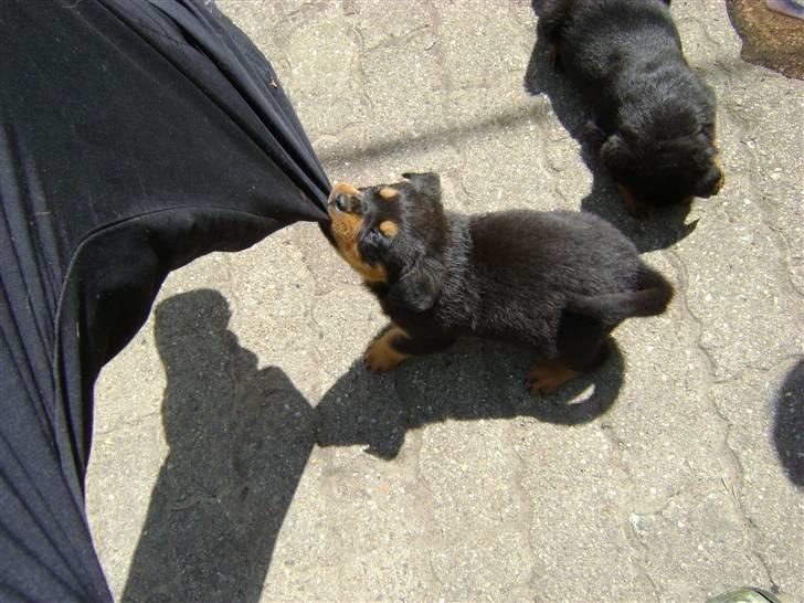 Rottweiler tøsen billede 11