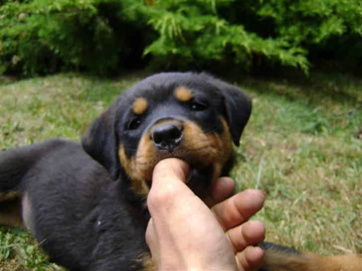 Rottweiler tøsen billede 12