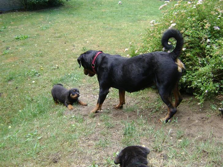 Rottweiler tøsen billede 13
