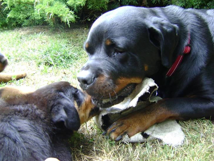 Rottweiler tøsen billede 14