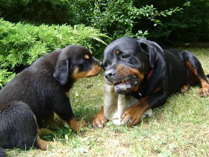 Rottweiler tøsen billede 15