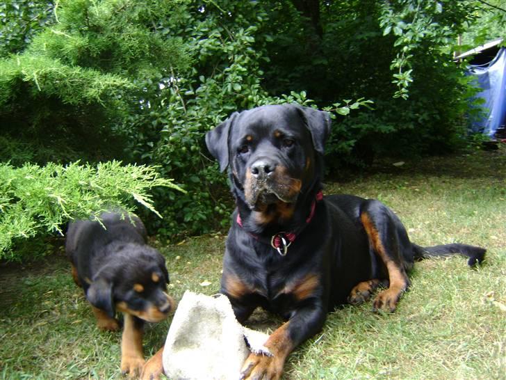 Rottweiler tøsen billede 16