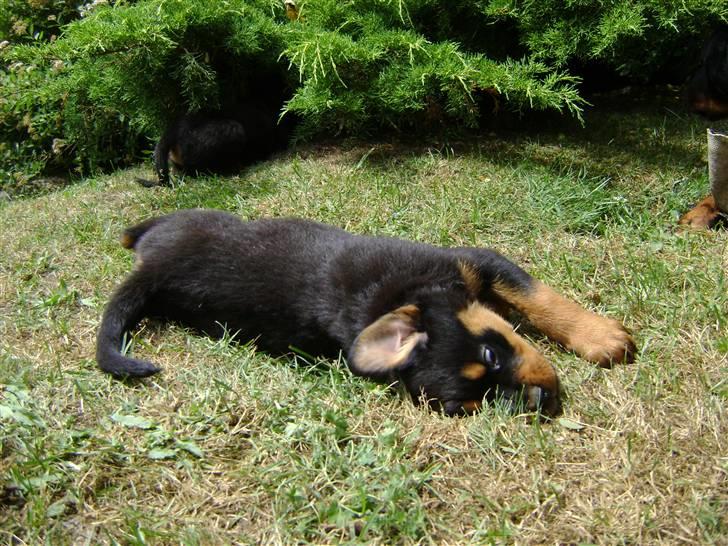 Rottweiler tøsen billede 17