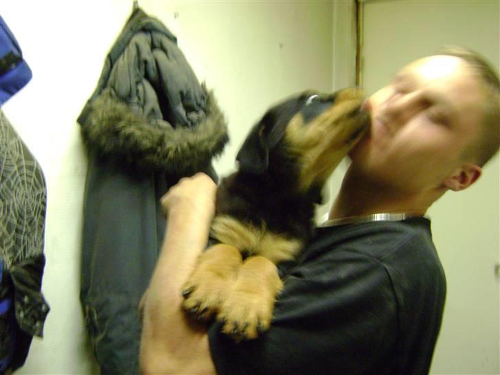 Rottweiler tøsen billede 18