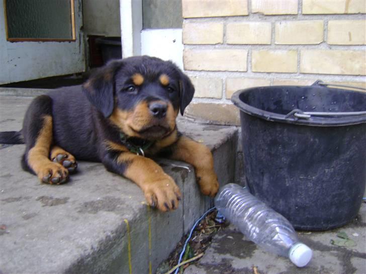 Rottweiler tøsen billede 19