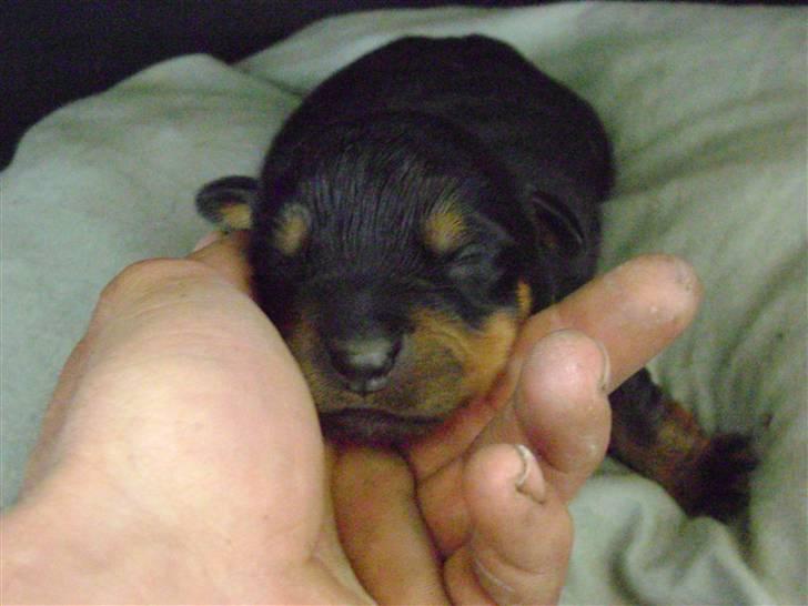 Rottweiler tøsen billede 20