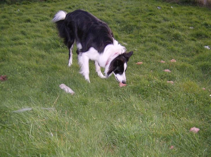 Border collie Filla billede 16