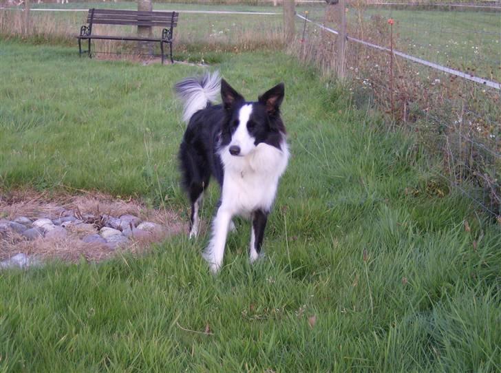 Border collie Filla billede 17