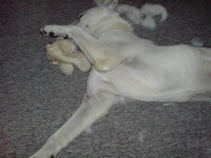 Hvid schæfer Milo - dum og grim bamse... blev nødt til at spise den  billede 6