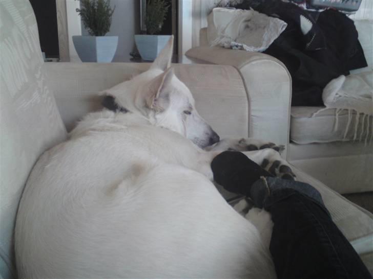 Hvid schæfer Milo - Får mig lige en lur billede 8