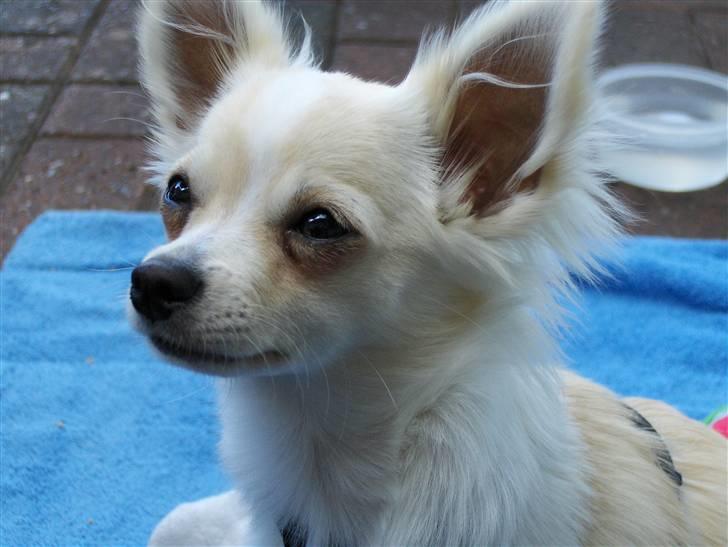 Chihuahua Maldini - Sommeren 2009 - Nyder solen på terrassen hos farmserne. billede 15