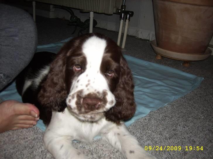 Engelsk springer spaniel Harley - Make my day.. billede 1