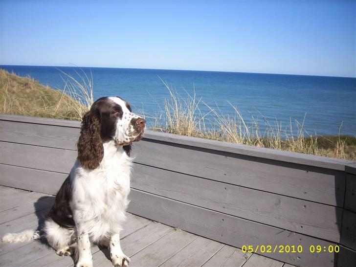 Engelsk springer spaniel Harley billede 2