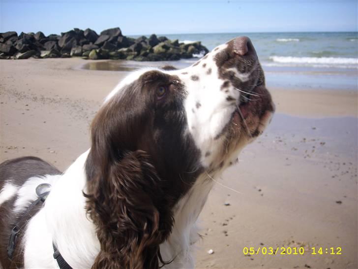 Engelsk springer spaniel Harley billede 3