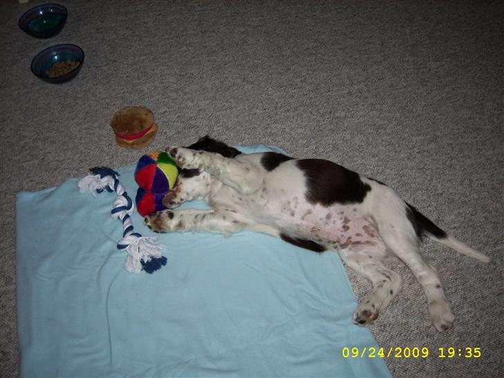 Engelsk springer spaniel Harley - Den fine plettede mavse. billede 4