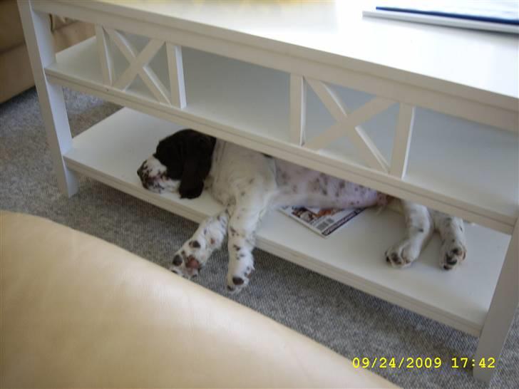 Engelsk springer spaniel Harley - Harley er bare færdig efter ankomst til sit nye hjem..  ;) billede 5