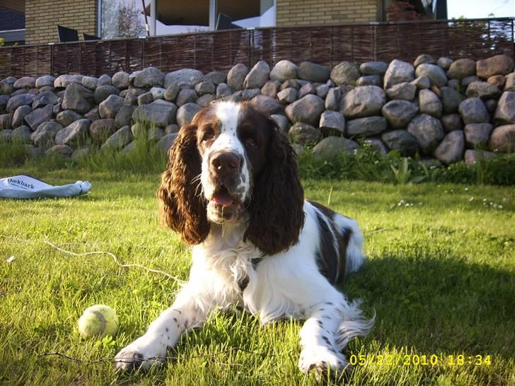 Engelsk springer spaniel Harley - En dejlig solskinsdag i haven. billede 6