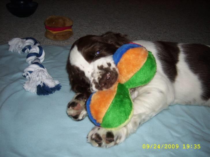 Engelsk springer spaniel Harley - Den skal få skal den.. billede 7