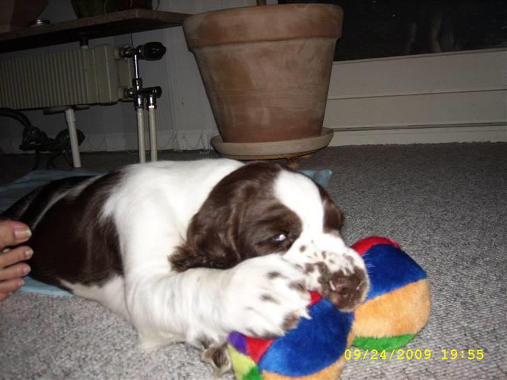 Engelsk springer spaniel Harley - Det MIN.. billede 8