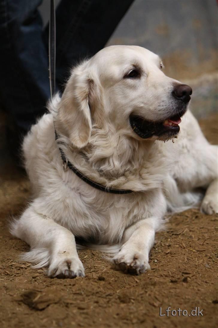 Golden retriever Classic (Autumn-Gold)  - Classic er uundværlig at have med til kåring. Her til Frieserkåring vest 2009. Man er blevet lidt uordnet i pelsen:-) billede 16
