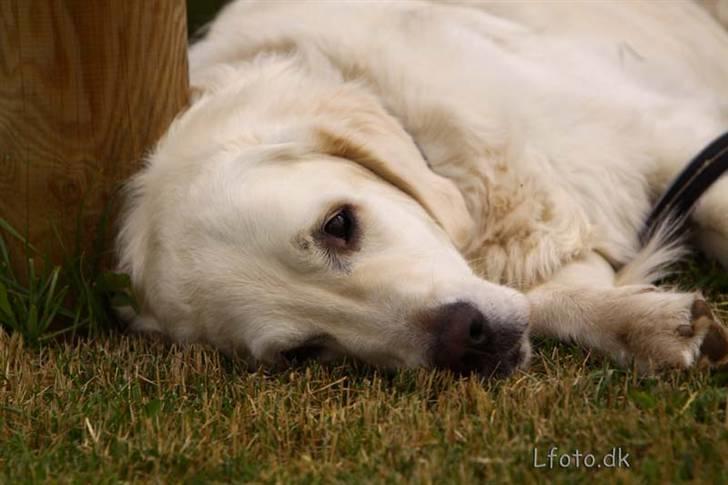 Golden retriever Classic (Autumn-Gold)  - Her til Frieserkåring øst. Det går bare bedst når Classic er med:-) billede 17