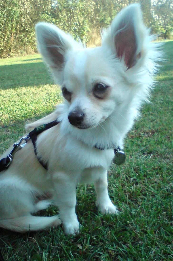 Chihuahua Maldini - Så flot er jeg nu :) Sep.09 billede 16