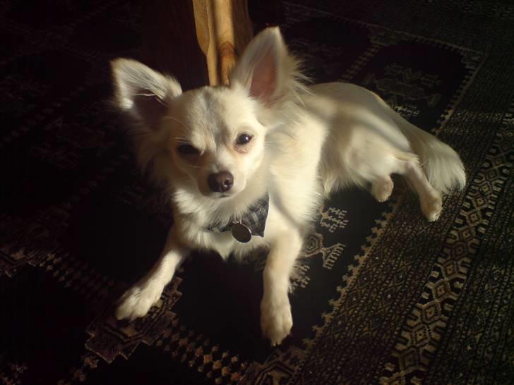 Chihuahua Maldini - Stor charmøren Maldini ligger og nyder solen - januar 2010 billede 17