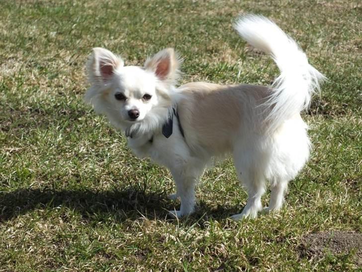 Chihuahua Maldini - Tur til kasernen. April 2011 billede 18