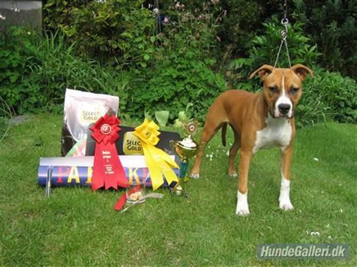 Amerikansk staffordshire terrier DKCH GreatVikingsYouMakeItReal - 22/05-2009. Dagens præmiehøst ved Locas showdebut på Bakkeskuet. billede 17