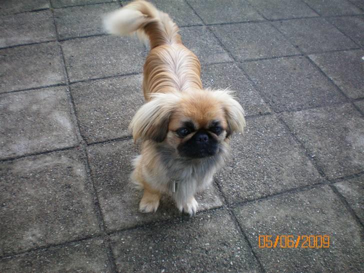 Pekingeser Molly R.I.P billede 1