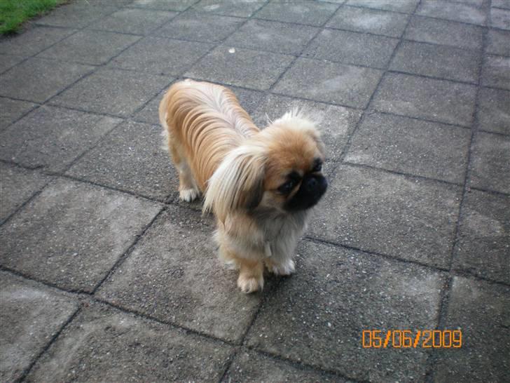 Pekingeser Molly R.I.P billede 2