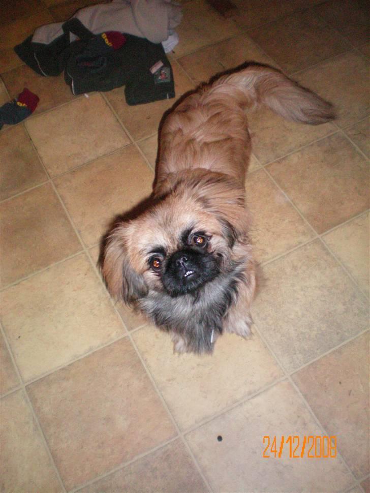 Pekingeser Molly R.I.P billede 3