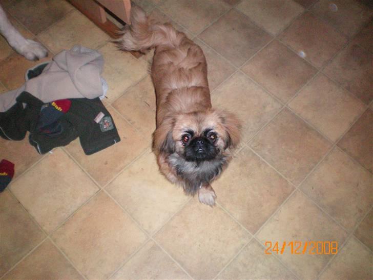 Pekingeser Molly R.I.P billede 4