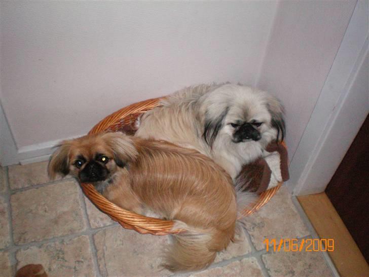 Pekingeser Molly R.I.P billede 6