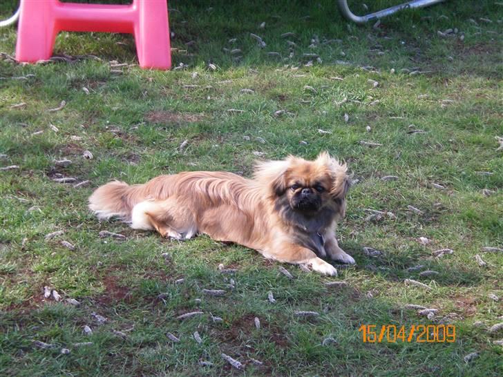 Pekingeser Molly R.I.P billede 7