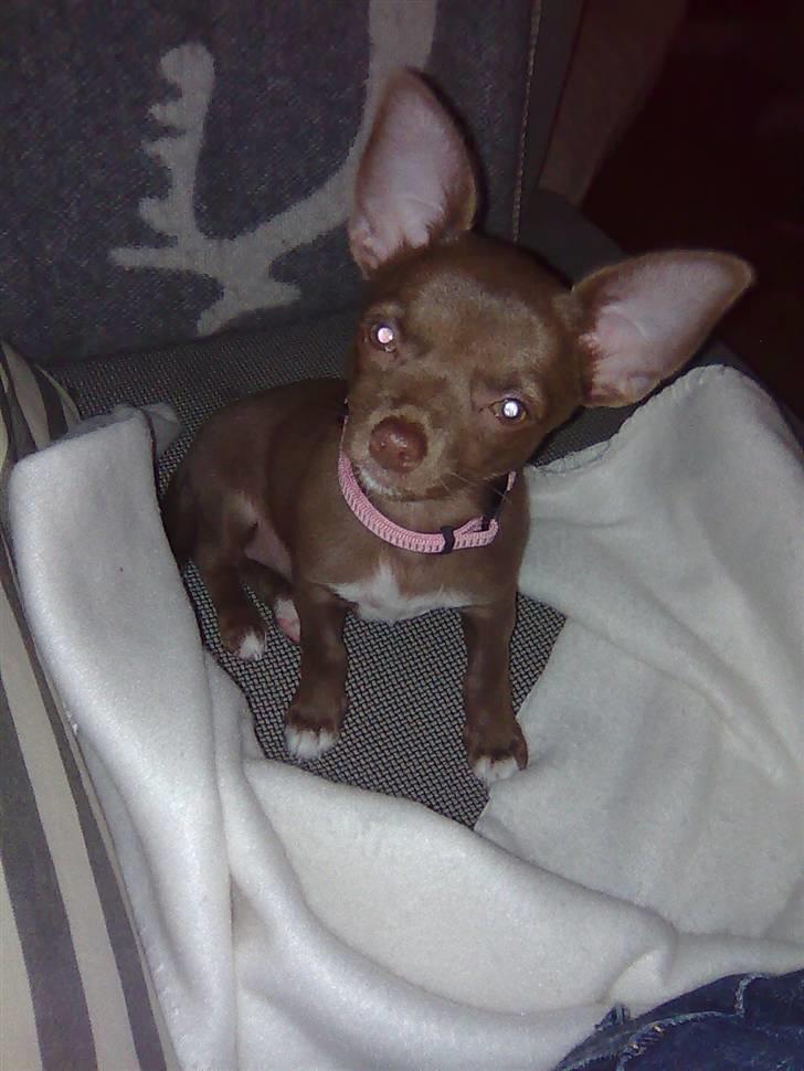 Chihuahua Wilma - en vaks og opvakt lille pige billede 1