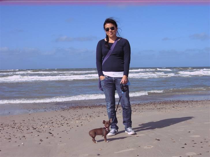 Chihuahua Wilma - tiny but mighty billede 2