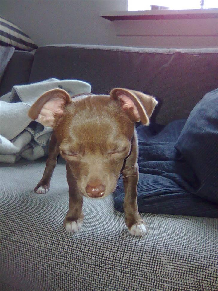 Chihuahua Wilma - lidt forsovet billede 3