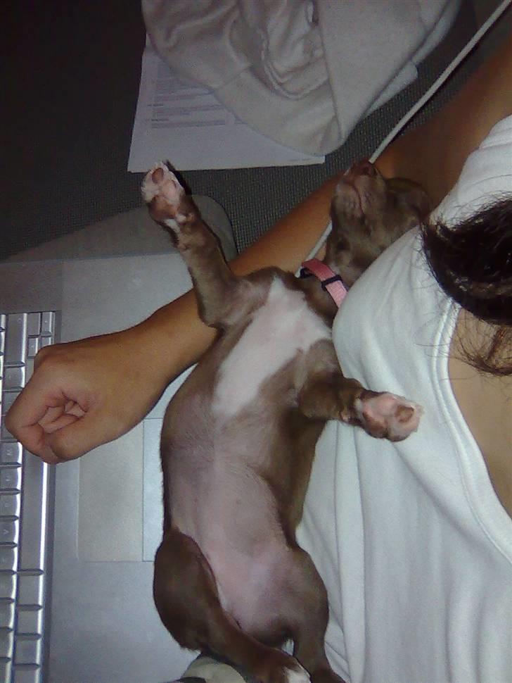 Chihuahua Wilma - rorrrrk phyyyy zzzZZZZzz billede 4