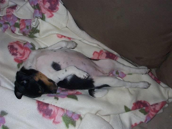 Dansk svensk gaardhund Silke billede 1