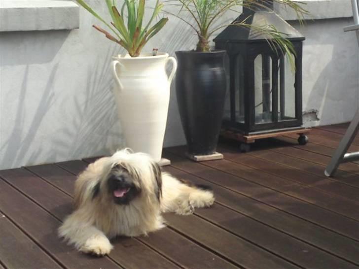 Pyrenæisk hyrdehund Coco billede 17