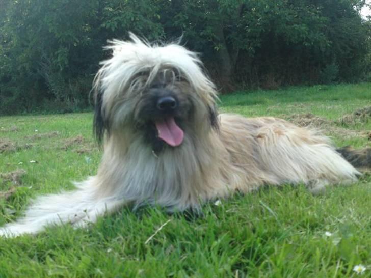 Pyrenæisk hyrdehund Coco billede 18