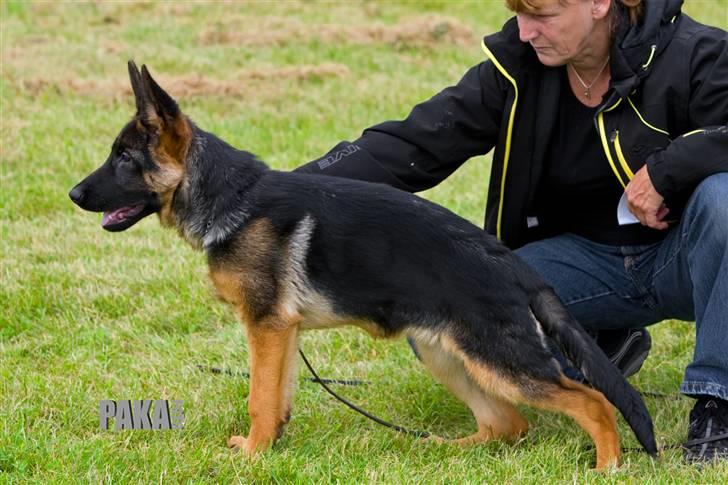 Schæferhund Taem Paka´s Rimmi - Hun er her 4 måneder billede 1