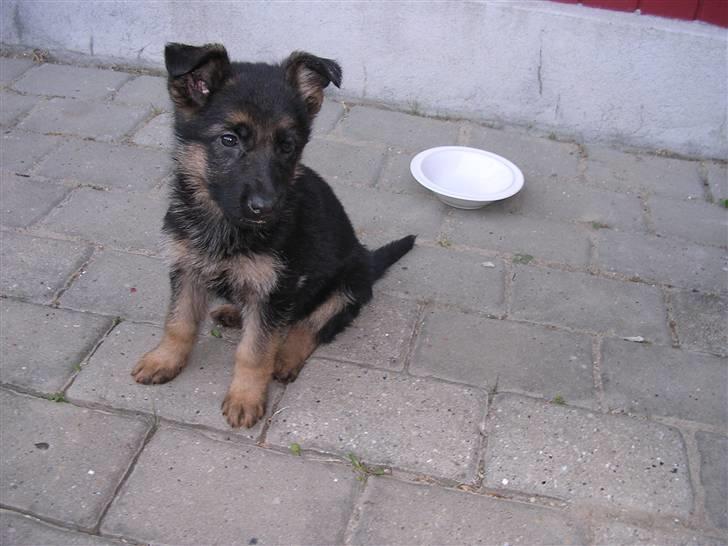 Schæferhund Taem Paka´s Rimmi - 8 uger, og lige kommet hjemmefra billede 2