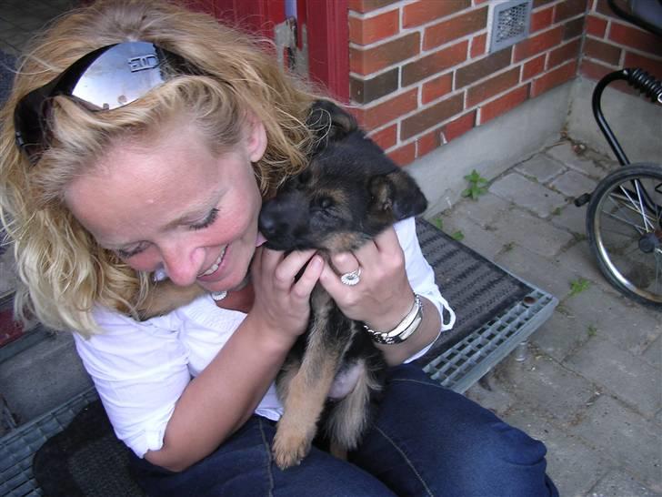 Schæferhund Taem Paka´s Rimmi billede 3