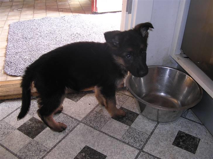 Schæferhund Taem Paka´s Rimmi billede 4