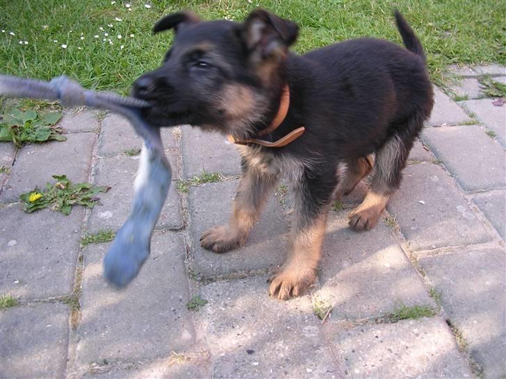 Schæferhund Taem Paka´s Rimmi billede 5