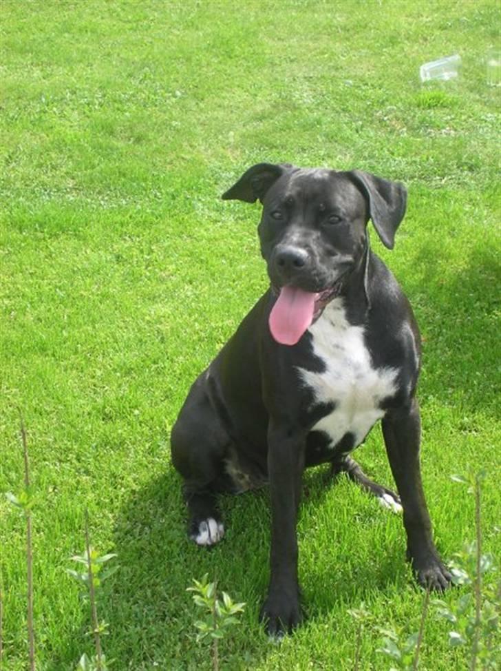 Blanding af racer Cali - Himmelhund - MIN SMUKKE STORE PIGE <3 HVIL I FRED SKAT billede 16